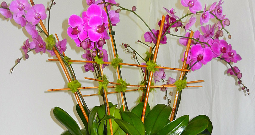 corporate_orchids
